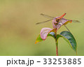 赤とんぼ お休み中 33253885