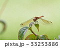 赤とんぼ お休み中 33253886