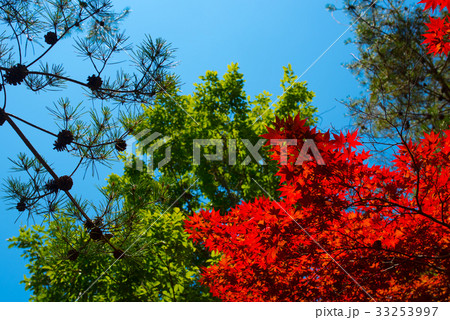 紅葉 33253997