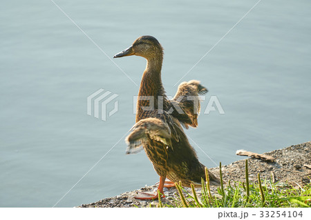 マガモの幼鳥 マガモの幼鳥 33254104
