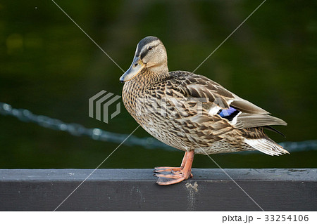 マガモの雌 マガモの雌 33254106