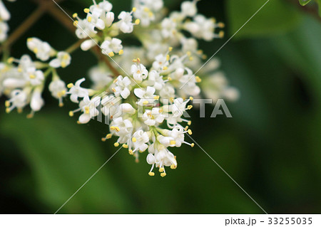 ネズミモチの花／Ligustrum japonicum	 33255035