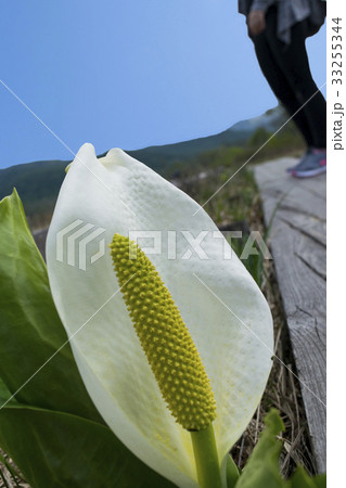 春の尾瀬ハイキング 33255344