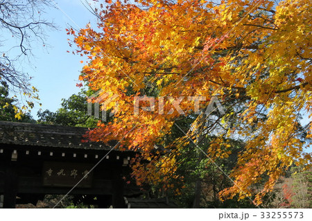 京都 常寂光寺(紅葉） 33255573