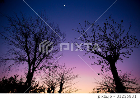 twilight sky fall season with silhouette tree twilight sky fall season with silhouette tree 33255931