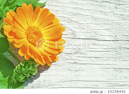 Calendula on white wood background. Marigold. Calendula on white wood background. Marigold. 33256442