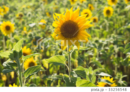 Sunflower field in sunset light. Autumn background 33256548