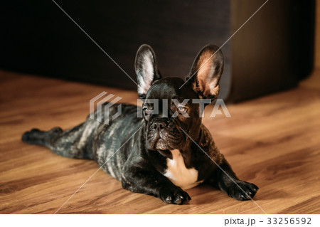 Young Black French Bulldog Dog Puppy Sit On Young Black French Bulldog Dog Puppy Sit On 33256592
