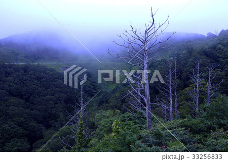 アオモリトドマツ 33256833