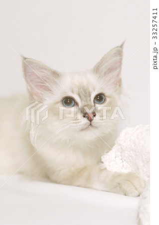 見上げる白い子猫 33257411