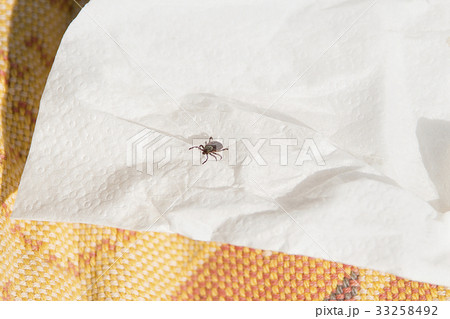 Danger of mites in the forest 33258492