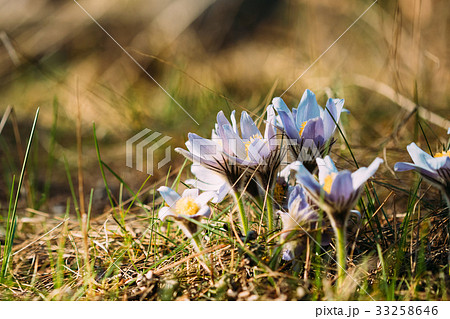 Wild Spring Flowers Pulsatilla Patens. Flowering Wild Spring Flowers Pulsatilla Patens. Flowering 33258646