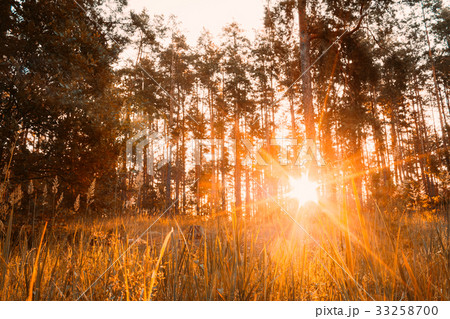 Sunset Or Sunrise In Autumn Forest. Sun Shining 33258700
