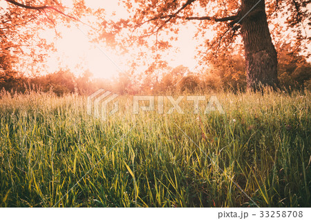 Autumn Sunny Forest Trees And Green Grass. Nature 33258708