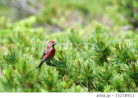 知床峠のギンザンマシコ 33258911