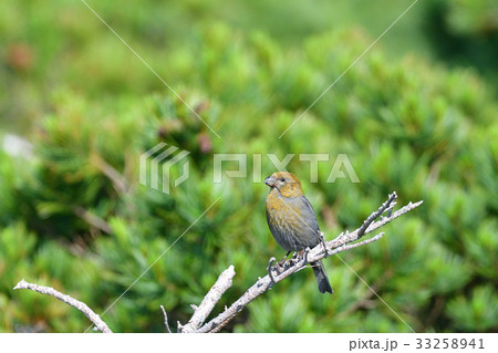 知床峠のギンザンマシコ 知床峠のギンザンマシコ 33258941