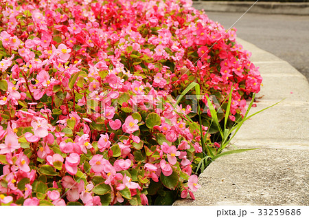 ベゴニア ベコニア シュウカイドウ科 33259686