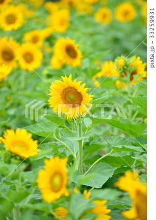 注意)夏、向日葵(ひまわり)の花。 注意)夏、向日葵(ひまわり)の花。 33259931