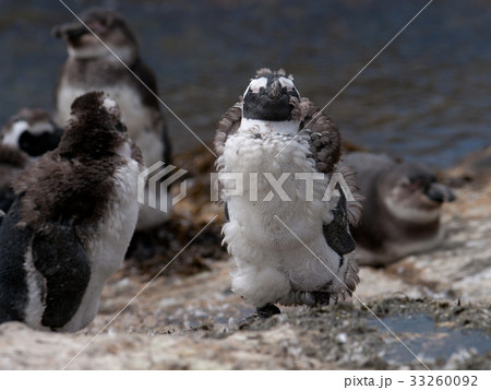 ペンギン 横 33260092