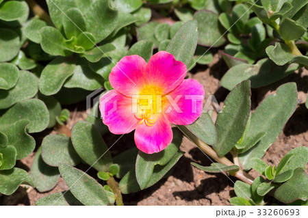 マツバボタン 33260693