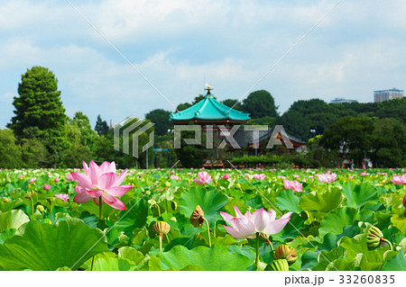青空が広がる上野の不忍池の蓮の花 青空が広がる上野の不忍池の蓮の花 33260835