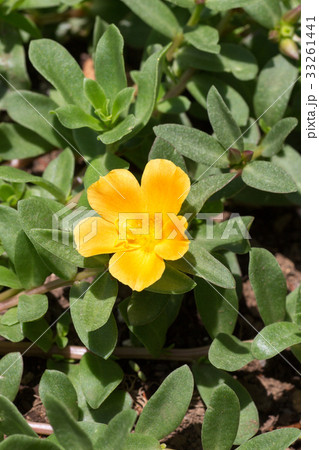 黄色のマツバボタン 33261441