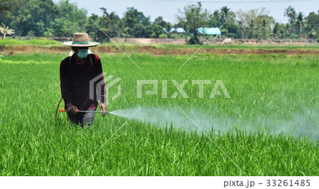 farmer spraying pesticide in green rice field farmer spraying pesticide in green rice field 33261485