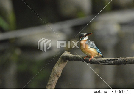 渓流の宝石「カワセミ(メス)」（根川緑道･立川公園／東京都立川市） 33261579