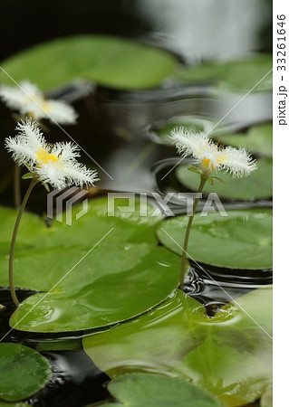 自然 植物 ガガブタ 浅めの止水で育ち花や葉が美しい ビオトープにもってこい の写真素材