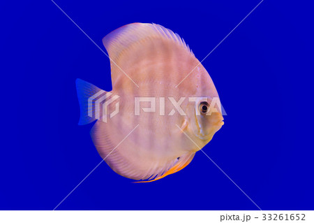 Pompadour Fish on blue background 33261652
