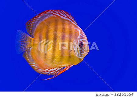 Pompadour Fish on blue background 33261654