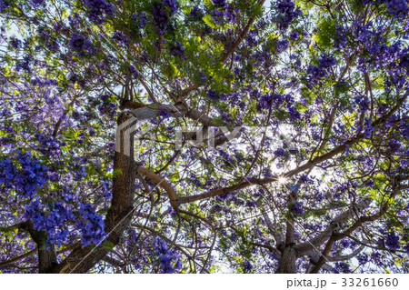 Jacaranda tree and blooms 33261660