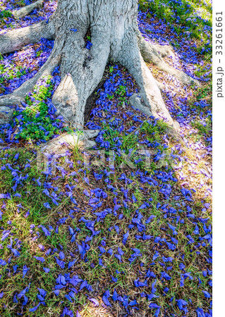 Jacaranda tree and blooms 33261661