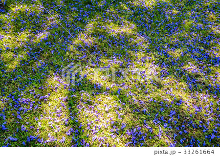 Jacaranda tree and blooms 33261664