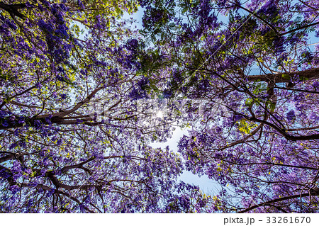 Jacaranda tree and blooms 33261670