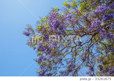 Jacaranda tree and blooms 33261675