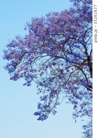 Jacaranda tree and blooms 33261677