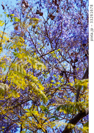 Jacaranda tree and blooms 33261678