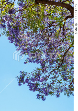 Jacaranda tree and blooms 33261679