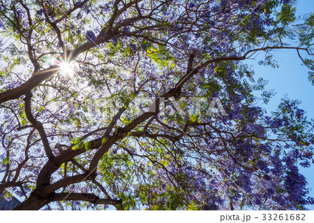 Jacaranda tree and blooms 33261682
