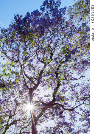 Jacaranda tree and blooms 33261685