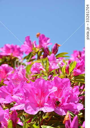 樹木：オオムラサキ　ツツジ科 33261704