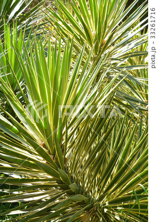 樹木:キンポウラン ユリ科 樹木:キンポウラン ユリ科 33261716