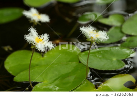 自然　植物　ガガブタ、美しい花は一日花です。夏の間次々と咲きます 33262062