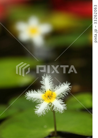 自然　植物　ガガブタ、ひどい語感ですが漢字で書くと『鏡蓋』。ますます何のことかわかりません 33262063