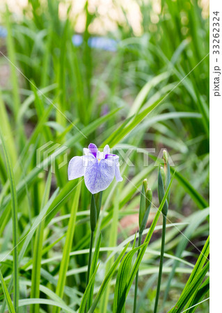 水色の菖蒲 水色の菖蒲 33262324