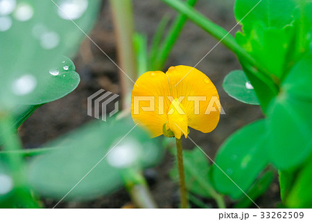 落花生の花 ピーナッツ 落花生の花 ピーナッツ 33262509