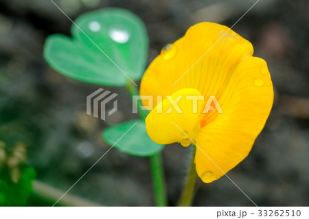 落花生の花　ピーナッツ 33262510