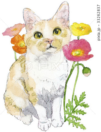 猫とポピーのイラスト素材 [33262837] - PIXTA