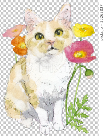 Cat and poppy Cat and poppy 33262837